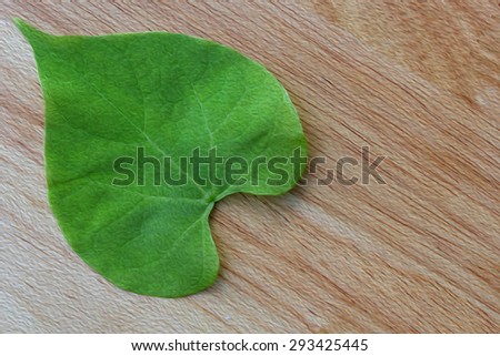 Green Leaf oil paint close