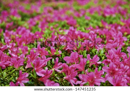 landscape with pink flowers, pink moss