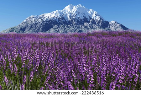Lavender field with blue sky and mountain cover with snow