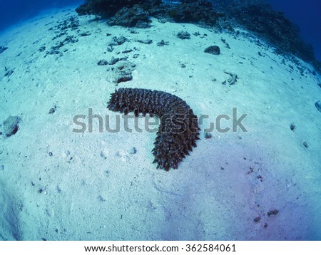 A large sea cucumber in the deep sea.