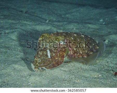 Hooded Cuttlefish swims next to some marine plants