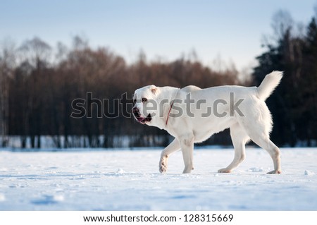 Central Asian Shepherd Dog is the snow