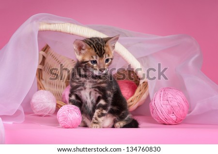 Bengal kitten on the pink background with accessories