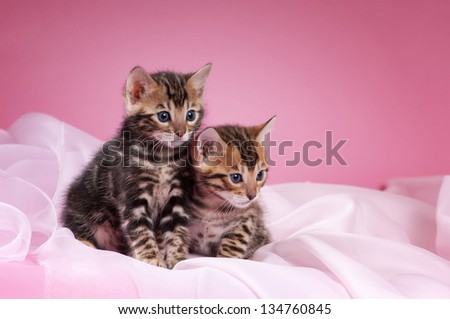 Bengal kittens on a pink background