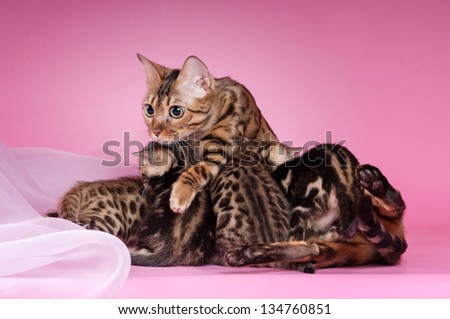 Bengal cat with kittens on a pink background