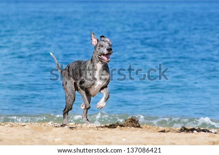 German dog running on the beach