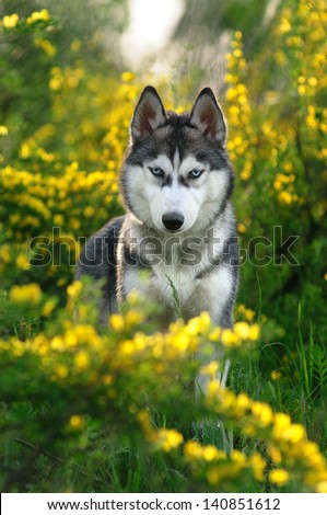 Siberian husky for a walk in the woods