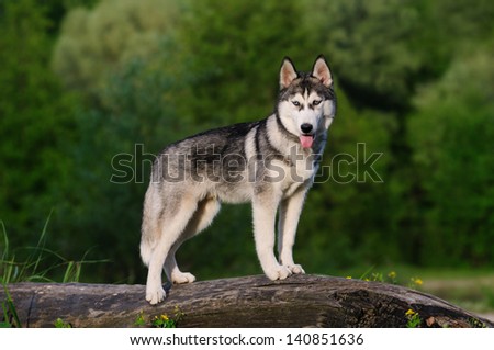Siberian husky for a walk in the woods