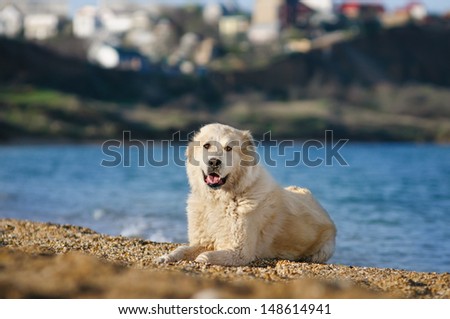 Central Asian Shepherd Dog on the beach of the Black Sea