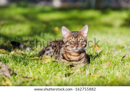 Bengal cat is walking across the lawn