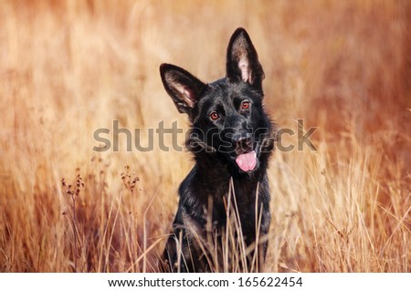 Black German Shepherd on autumn walk