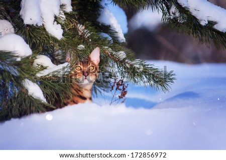 Bengal cat in the snow