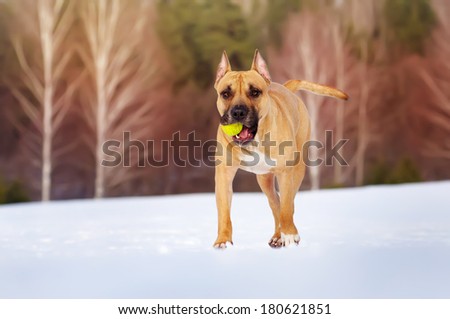 Staffordshire Terrier runs with the ball in his mouth