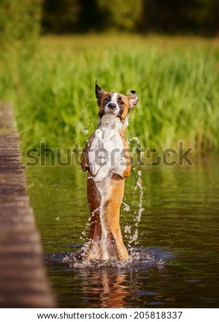 Border Collie bathes in water