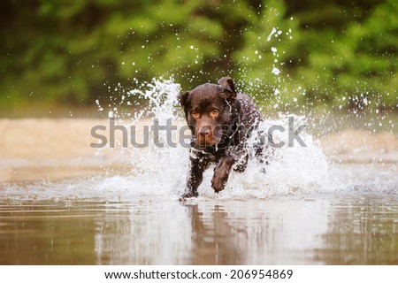 Chocolate labrador running in water