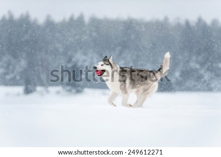 Siberian Husky running with a ball in snow