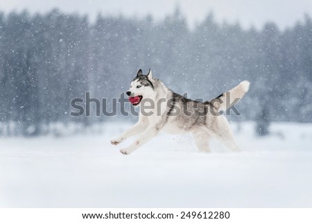 Siberian Husky running in a snowy field