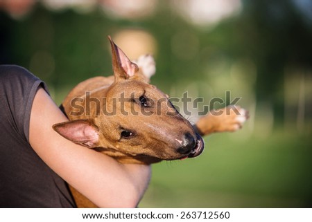 mini bull terrier  and people