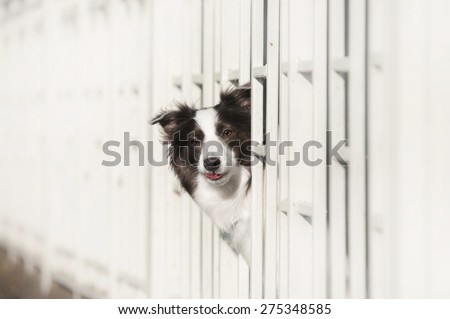 Border Collie stuck his head through the fence