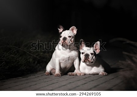 Two French bulldog on a black background