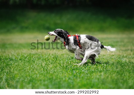 Russian Spaniel running for the ball on the grass