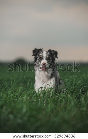 Marble Border Collie on the field before the storm