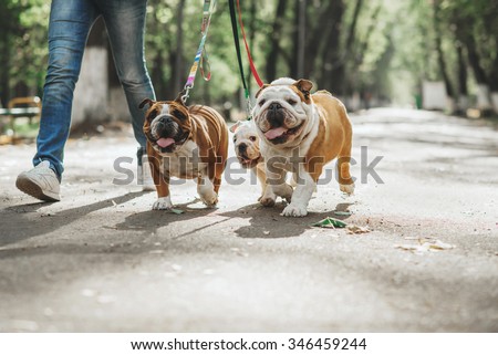 Three English bulldog on a leash