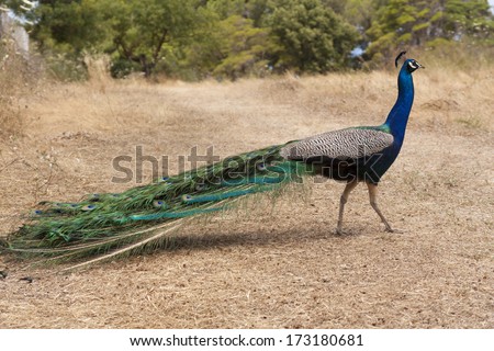 Peacock bird photo