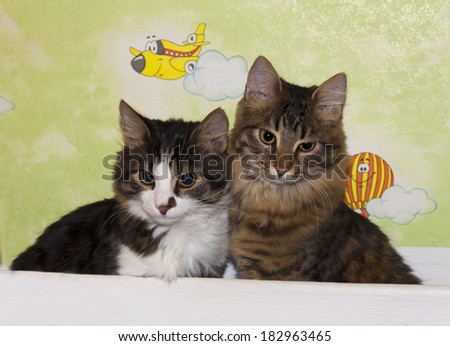 Cats cute couple animal kitty photo. Housecats friends.