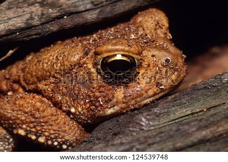 An American Toad (Bufo Americanus) hiding inside of a log