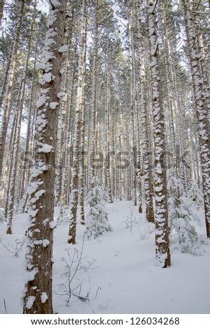 A Michigan forest with snow built up on the bark of evergreen trees