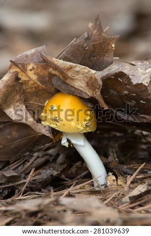 Yellow Patched Mushroom (Amanita flavoconia) pushing up leaves