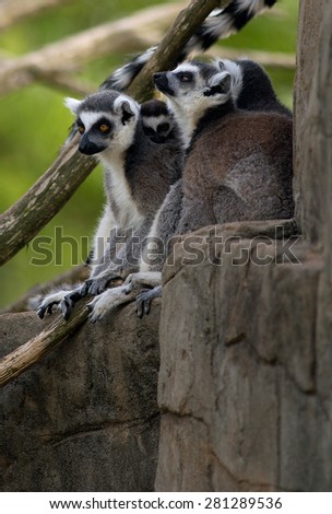 Family of Ring Tailed Lemurs