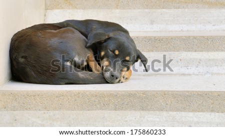 a black dog is sleep on stairway