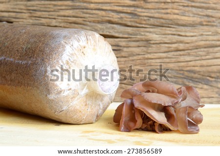 ear mushroom and saw dust bag, agriculture of mushroom cultivate