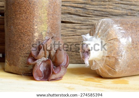 ear mushroom and saw dust bag, agriculture of mushroom cultivate