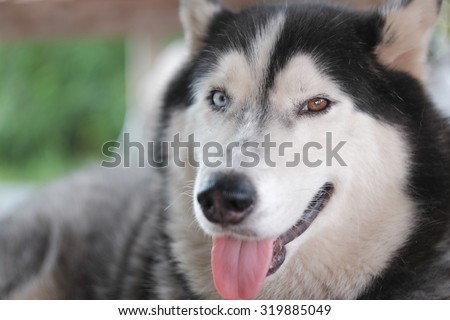 friendly husky dog look with two different color eyes