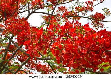 Flame tree flowers are bright red