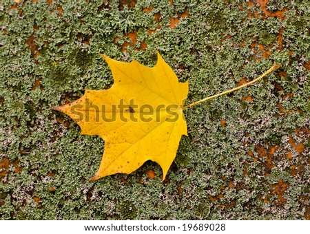 Leaf on the background of blue stain fungus
