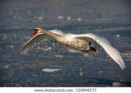 flying swan
