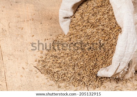 oat seed grain in burlap sack bag on wooden farm
