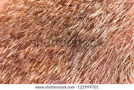 Warm fur of a wolf, it is possible to use as texture