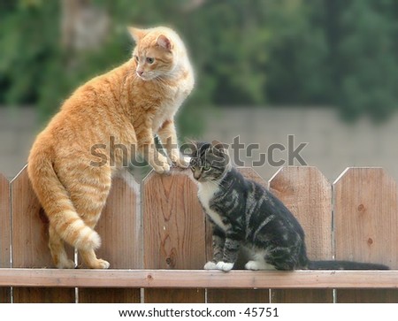 Cats relaxing on a fence