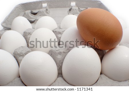 One brown egg amongst a dozen white eggs to represent standing out