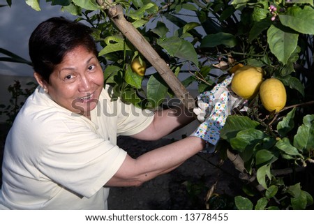 Happy senior Asian woman outdoors in garden wearing gardening gloves picking lemons from a lemon tree