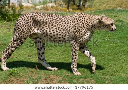 Full body of an adult cheetah walking on all fours over grass