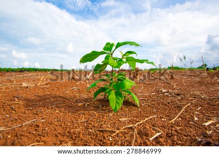 young plant  growing Amid Drought