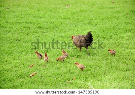 Beautiful hen and chicks walking in the park