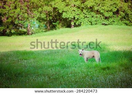 Dog outdoors in a park, dogs on grass, dogs playing in nature - Vintage retro picture style