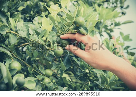 hand picking a green lemon on tree - vintage effect style pictures